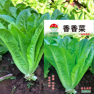 香香菜莴苣叶菜种子甜脆莴鸡菜种籽似油麦生菜四川春夏秋季蔬菜孑