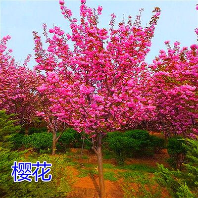 花卉樱花树苗匠开花漂亮易活好养