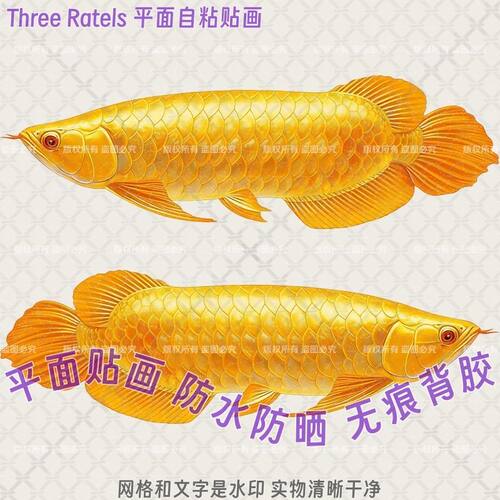 金龙鱼图案鱼类招财进宝贴纸贴墙上餐厅冰箱门贴旺宅自粘装饰贴画