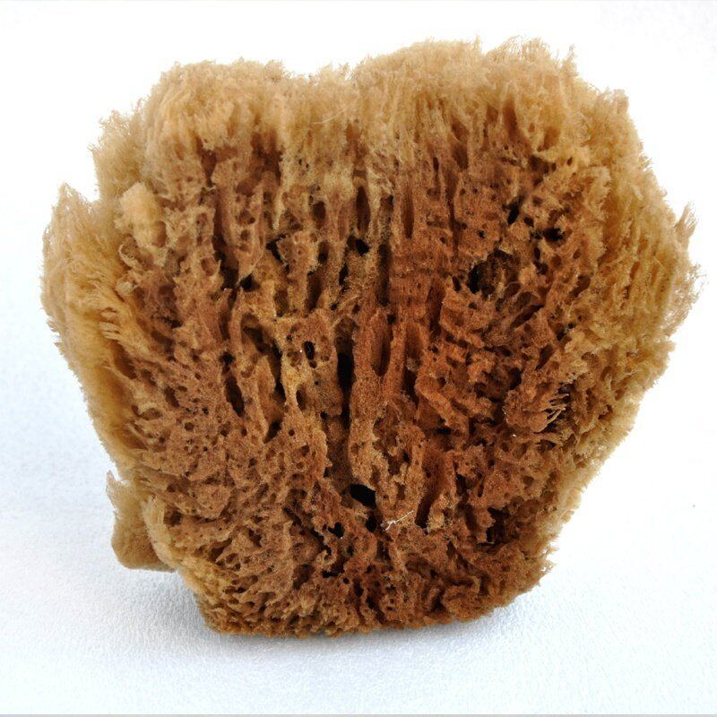 深海实心草海绵天然老海藻棉 拍花绘画艺术漆硅藻泥工具非浴刷