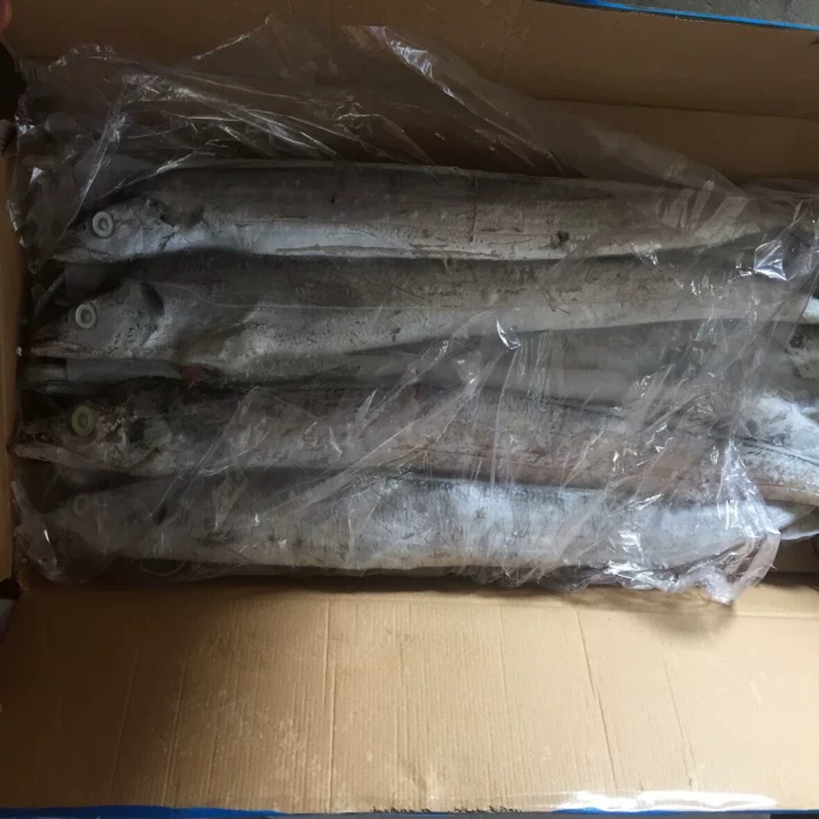 南通特产海安老坝港带鱼一条一斤左右一箱15斤新鲜海鲜