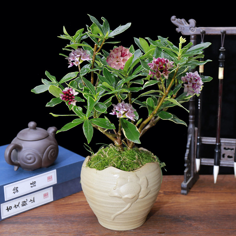 金边瑞香花苗花园庭院阳台室内耐寒花冬天也开的瑞香花苗好养易活