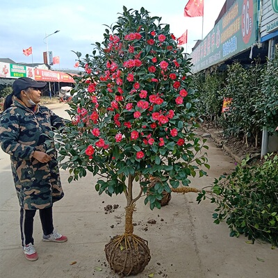 耐冬茶花树苗耐寒冬季开花植物