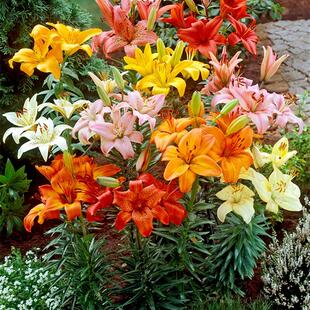 香水百合种苗室内阳台盆栽植物室外花园花坛庭院地栽重瓣百合花苗