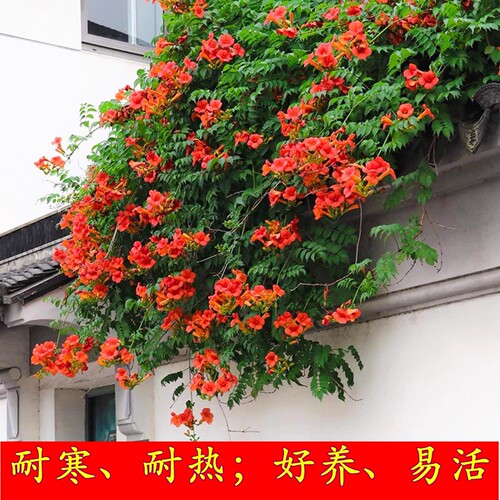 凌霄花苗花期长耐寒庭院爬藤植物