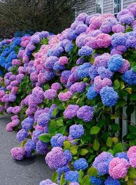 重瓣大花无尽夏绣球花苗10年老桩盆栽八仙花卉室内阳台庭院地栽花