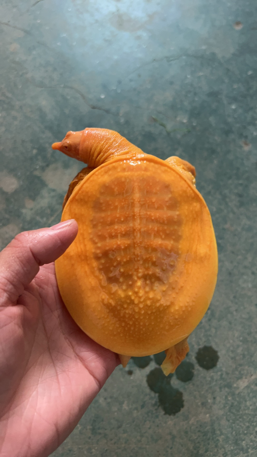 黄金甲鱼(2024头苗)观赏鱼深水鳖深水龟鳖红眼金身龟鳖黄化鳖