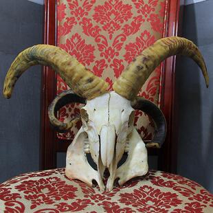 收藏四角真羊头骨装饰品动物羊标本西藏特色手工艺礼品办公室摆件
