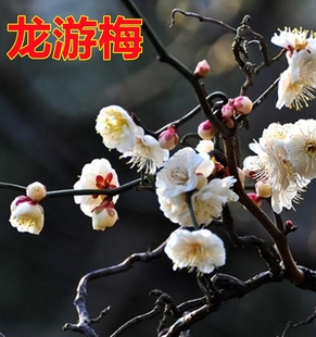 原生扦插龙游梅盆栽盆景地栽梅花树苗 梅花小苗冬季庭院耐寒花卉
