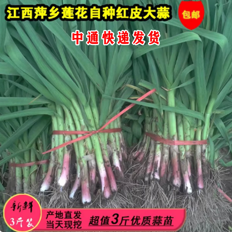 本地红头皮根大蒜叶大蒜苗现挖