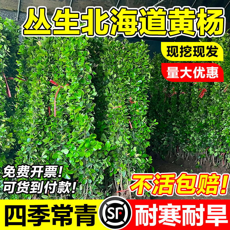 丛生北海道黄杨苗四季常青耐寒耐旱全国可种冬青树苗北海道黄杨苗