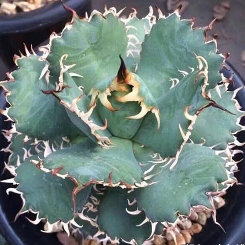 龙舌兰盆栽价格 龙舌兰盆栽图片 星期三 龙舌兰盆栽价格 龙舌兰盆栽图片 星期三