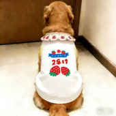 春夏季 金毛狗狗背心衣服中大型犬防掉毛宠物服饰凉感超萌萨摩 薄款