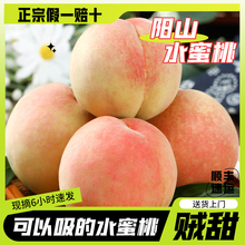 【正宗】无锡阳山水蜜桃新鲜水果礼盒装当季湖景现摘现发桃子整箱