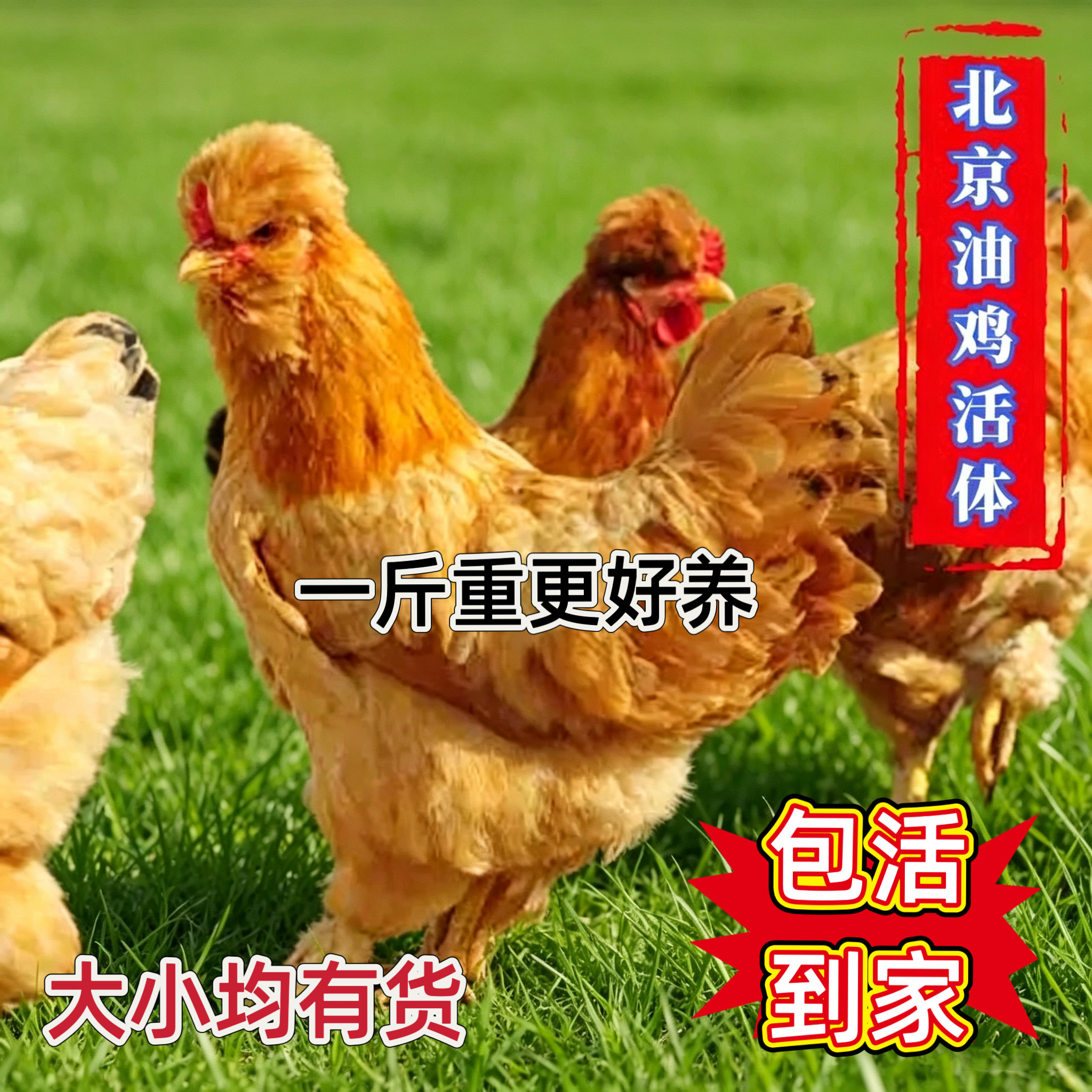 正宗北京油鸡宫廷皇油鸡支持现杀油鸡肉整只土鸡老母鸡月子滋补鸡