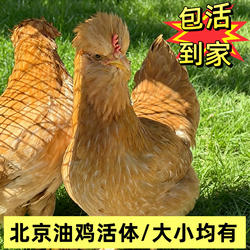 正宗北京油鸡宫廷皇油鸡支持现杀油鸡肉整只土鸡老母鸡月子滋补鸡