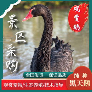 纯种黑天鹅活苗一对景区湖观赏鹅成年黑天鹅宠物鹅黑天鹅幼苗幼崽
