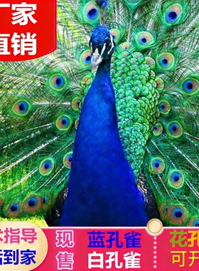 蓝孔雀苗活体公母一对花白孔雀幼苗大型观赏宠物鸟开屏吉祥鸟包邮