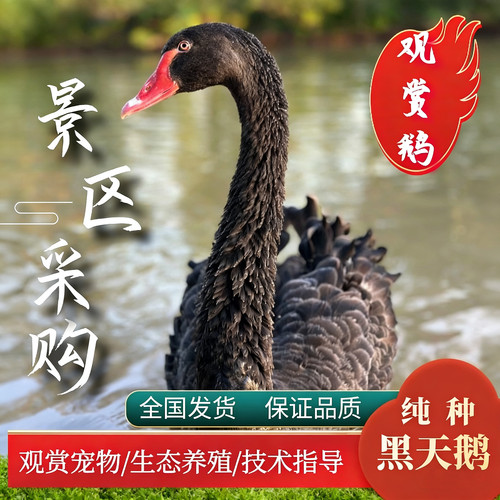 纯种黑天鹅活苗一对景区湖观赏鹅成年黑天鹅宠物鹅黑天鹅幼苗幼崽