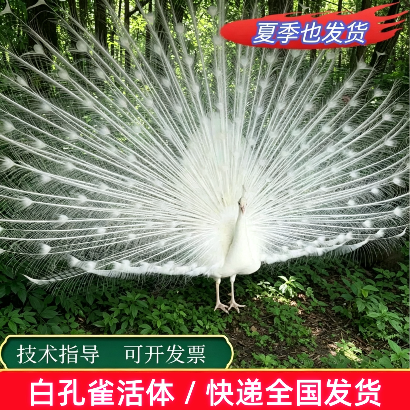 白孔雀苗蓝孔雀活体花孔雀苗公母一对大型观赏宠物鸟开屏孔雀活苗
