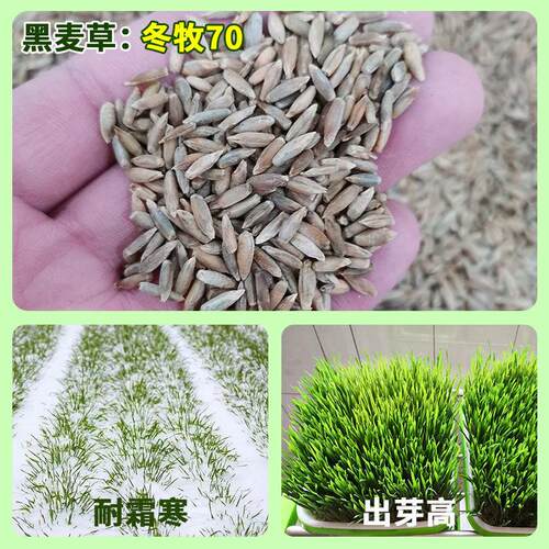 冬牧70黑麦草种子耐寒高产专用