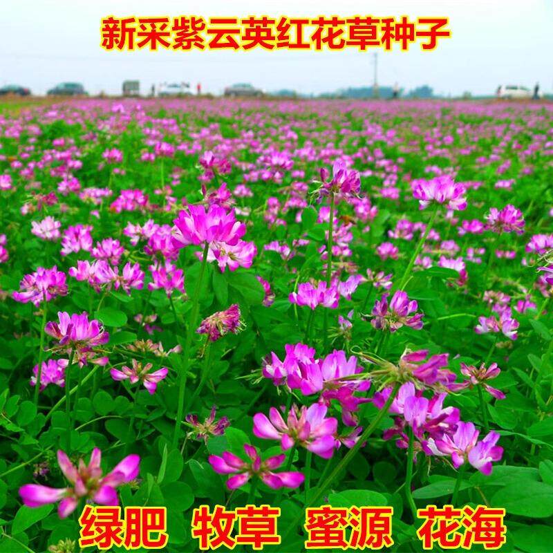 水稻田紫云英种子红花草食用野菜养蜂蜜源固氮绿肥植物高产草籽种
