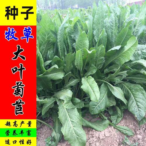 大叶菊苣草进口牧草籽