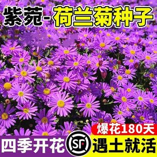 荷兰菊花籽四季 盆栽重瓣进口紫苑种子三文鱼小卡罗多年生花种籽孑