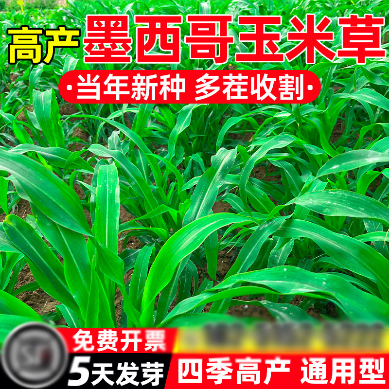墨西哥玉米草种子耐热牧草多次收割产量高耐高温不耐寒牛羊猪鱼虾