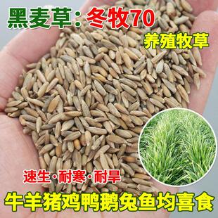 冬牧70黑麦草种子宽叶一年生循坏收割黑麦草籽四季耐寒冻养牛羊鱼