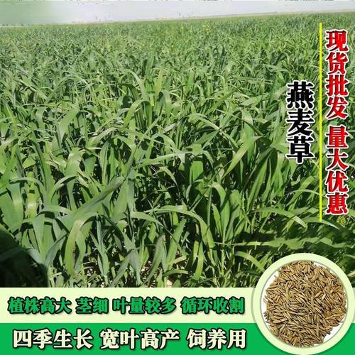 饲用燕麦种子养殖牧草种籽高产鱼饲料草籽绿肥牛羊草种籽冬天耐寒
