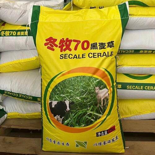 国产冬牧70黑麦草种子冬季耐寒