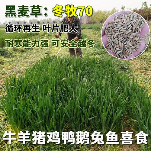 耐寒70黑麦草种子循环收割