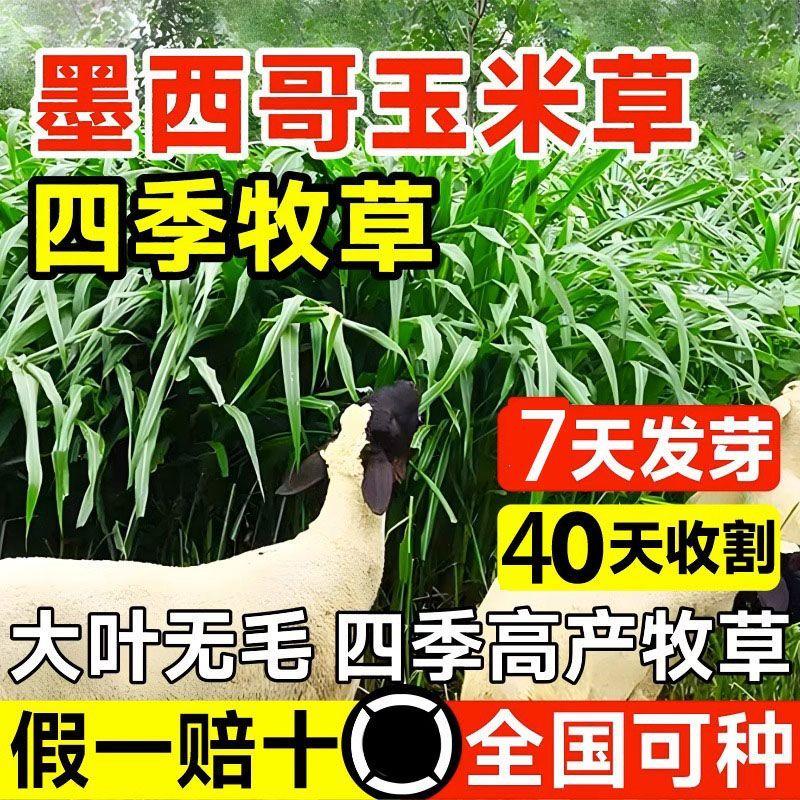 喂猪高产草种子畜牧养殖耐旱
