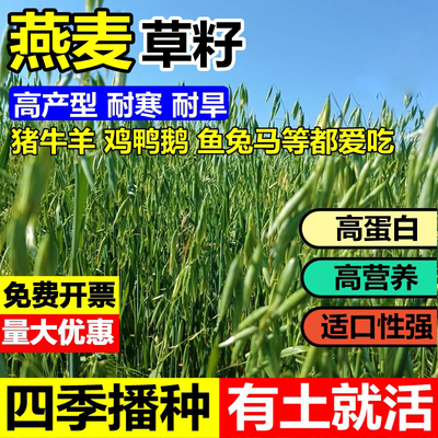 饲用燕麦种子养殖超高产四季牧草种子耐寒种籽草籽绿肥牛羊草种籽