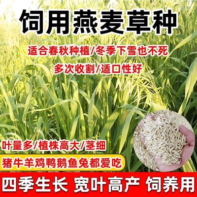 饲用燕麦种子养殖超高产四季牧草种子耐寒种籽草籽绿肥牛羊草种籽
