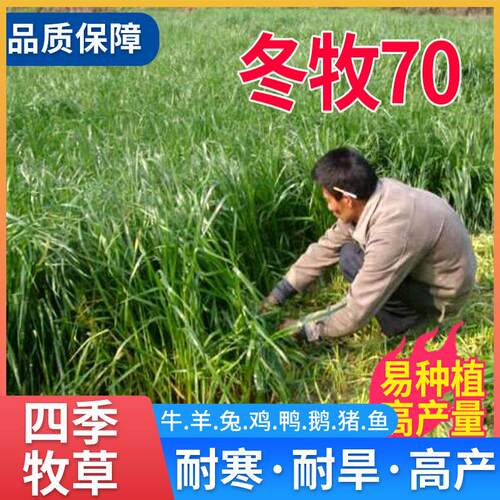 黑麦草种子国产70四季耐寒