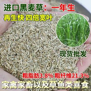 牧草种子进口小颗粒黑麦草四季种植养牛羊鸡鸭鱼鹅兔高产耐寒草籽