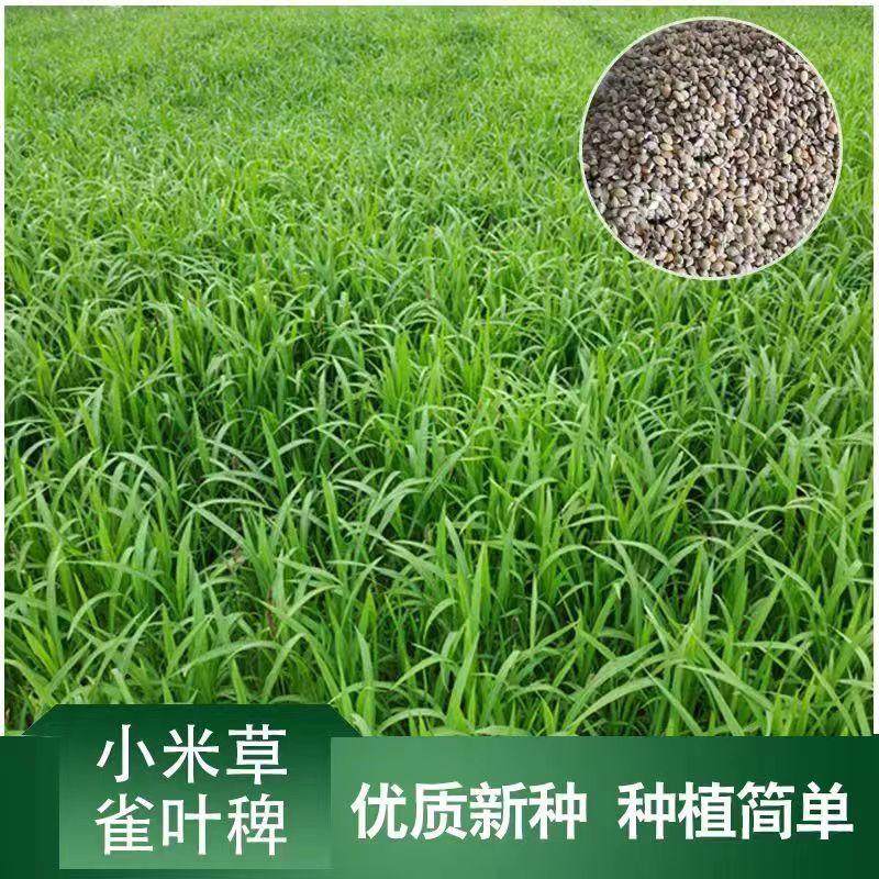 小米草种籽养殖水草虾蟹雀叶稗