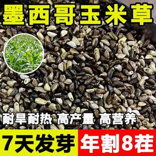 墨西哥玉米草高丹草苏丹草一年生黑麦草紫花苜蓿菊苣草籽厂家直销