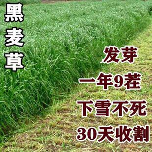 牧草种子进口小颗粒黑麦草四季种植养牛羊鸡鸭鱼鹅兔高产耐寒草籽
