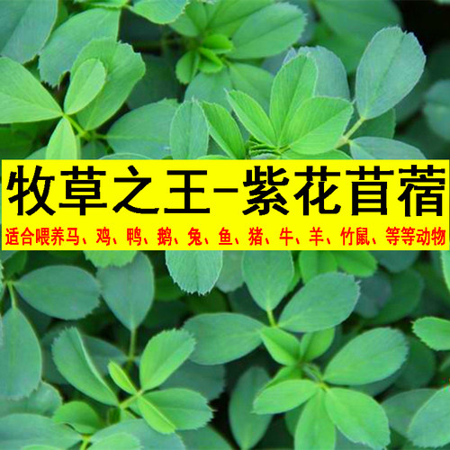 紫花苜蓿草种籽多年生牧草种子四季养殖喂牛羊鸡鸭鹅草鱼牧草种籽