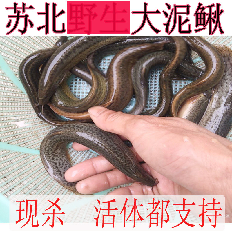 鲜活野生现杀500g泥鳅