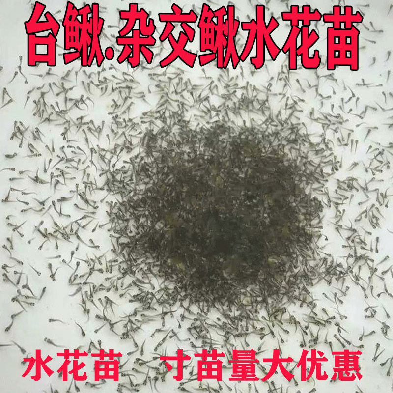 台湾小泥鳅水花苗鲜活杂鳅水花土泥鳅青鳅繁殖催产鱼苗