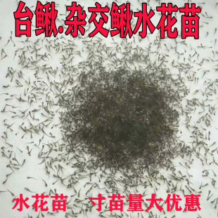 台湾小泥鳅水花苗鲜活杂鳅水花土泥鳅青鳅繁殖催产鱼苗