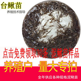 台湾小泥鳅苗鲜活本地青鳅圆鳅水花苗筏钓金鳅喂宠养殖淡水顺丰