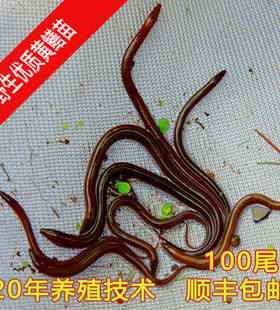 黄鳝鱼活体泥鳅苗鳄龟活体饲料黄鳝苗湖鳝小鳝苗寸苗包教技术