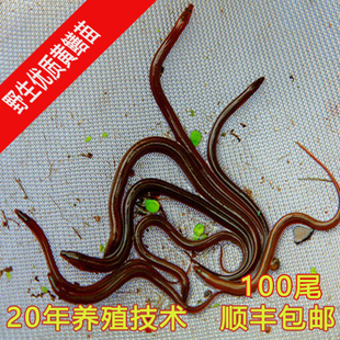 黄鳝鱼活体泥鳅苗鳄龟活体饲料黄鳝苗湖鳝小鳝苗寸苗包教技术