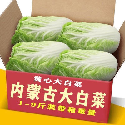 内蒙古新鲜大白菜小白菜小青菜可做辣白菜酸菜包心菜黄心菜抱头白