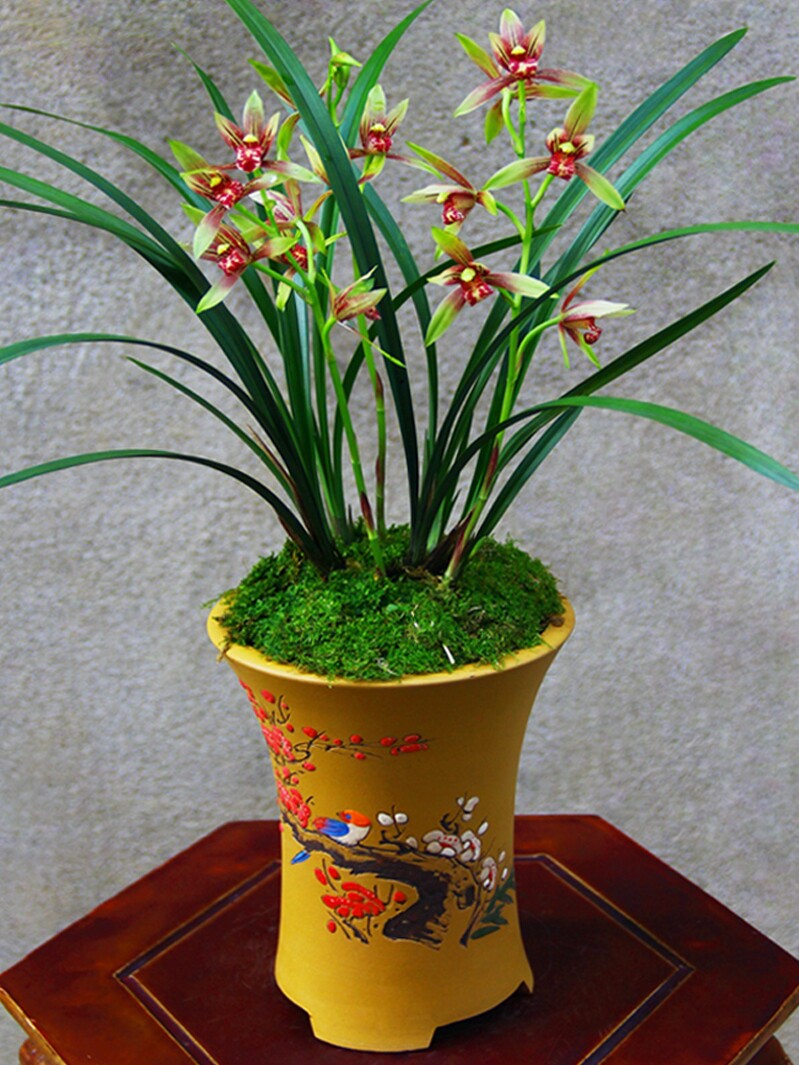 名贵兰花苗【小国魂】精品建兰盆栽花卉四季绿植老品种兰草